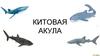 Китовая акула