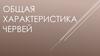 Общая характеристика червей