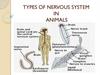 Types of nervous system of animals