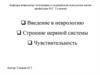 Введение в неврологию. Строение нервной системы. Чувствительность