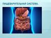 Пищеварительная система