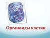 Органоиды клетки