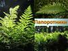 Общая характеристика папоротников, их размножение и развитие. Значение современных папоротникообразных растений в природе