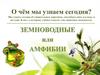 Земноводные или амфибии