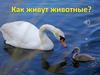 Как живут животные?