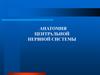 Анатомия центральной нервной системы