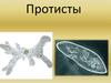 Протисты. Познакомиться с царством