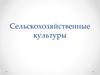 Сельскохозяйственные культуры