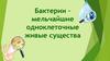 Бактерии. Разнообразие природы