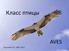 Класс Птицы