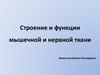 Строение и функции мышечной и нервной ткани