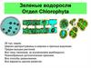 Зеленые водоросли. Отдел Chlorophyta