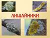 Лишайники. Общая характеристика