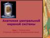 Головной мозг. Строение и функции промежуточного мозга  (тема 7)