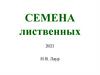 Семена лиственных