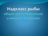 Надкласс Рыбы: общая характеристика и внешнее строение