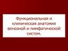 Функциональная и клиническая анатомия венозной и лимфатической систем