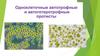 Одноклеточные автотрофные и автогетеротрофные протисты