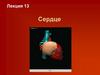 Сердце. Лекция 13