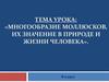 Многообразие моллюсков, их значение в природе и жизни человека