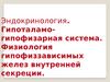 Эндокринология. Гипоталамо-гипофизарная система. Физиология гипофиззависимых желез внутренней секреции