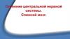 Строение центральной нервной системы. Спинной мозг
