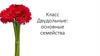 Класс Двудольные: основные семейства