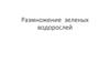Размножение зеленых водорослей