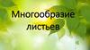 Многообразие листьев