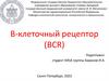 В-клеточный рецептор (BCR)
