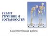 Скелет. Строение и состав костей. Самостоятельная работа