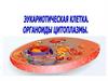 Эукариотическая клетка. Органоиды цитоплазмы