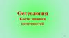 Остеология. Кости нижних конечностей
