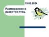 Размножение и развитие птиц