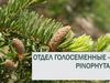 Отдел голосеменных (или Pinophyta)