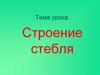 Строение стебля. Типы стеблей