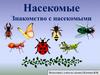 Насекомые. Знакомство с насекомыми