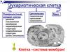 Эукариотическая клетка