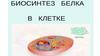 Клетка. Синтез белка. Влияние образа жизни на ДНК