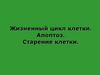 Жизненный цикл клетки. Апоптоз. Старение клетки
