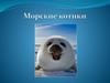 Морские котики