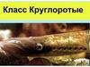 Класс Круглоротые