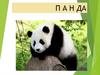 Большая панда