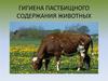 Гигиена пастбищного содержания животных