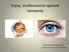 Глаза, особенности зрения человека