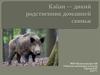 Кабан. Дикая свинья