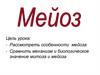 Мейоз