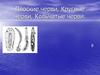 Плоские черви, Круглые черви, Кольчатые черви. Тип Плоские черви