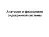 Анатомия и физиология эндокринной системы. Лекция 2