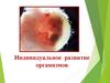 Индивидуальное развитие организмов